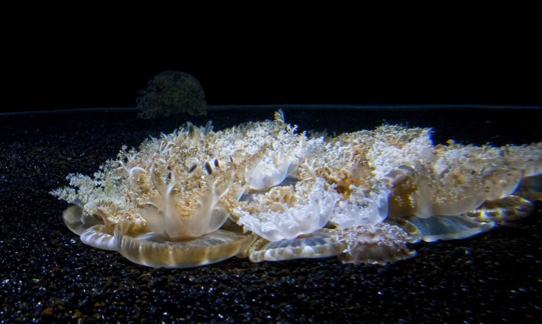 Alvás agy nélkül: Fordított medúzák - nevüket onnan kapták, hogy fejjel lefelé fordulva fekszenek a tengerfenéken
