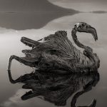 Nátron-tó, a múmiák tava: sószoborrá változott flamingó