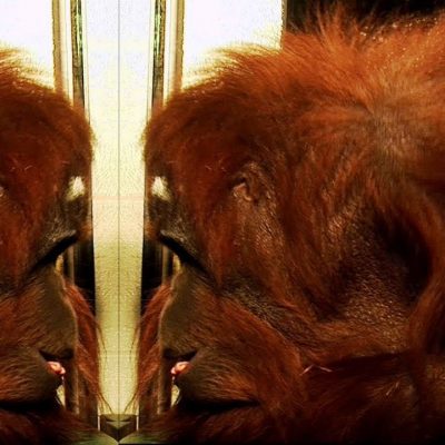 Orangután tükörteszt közben:  homlokán jól látható a fehér színű jelölés, amelyet - megpillantva a tükörben - azonnal megpróbált a kezével letörölni magáról