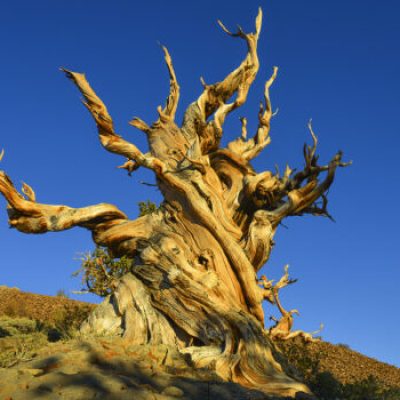 Matuzsálem, a világ legidősebb fája