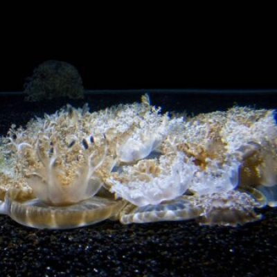 Alvás agy nélkül: Fordított medúzák - nevüket onnan kapták, hogy fejjel lefelé fordulva fekszenek a tengerfenéken