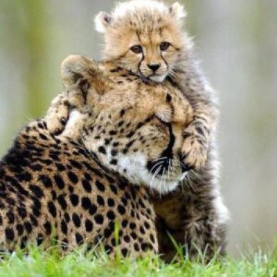 Top 10 érdekességek az állatvilágból: Gepárd